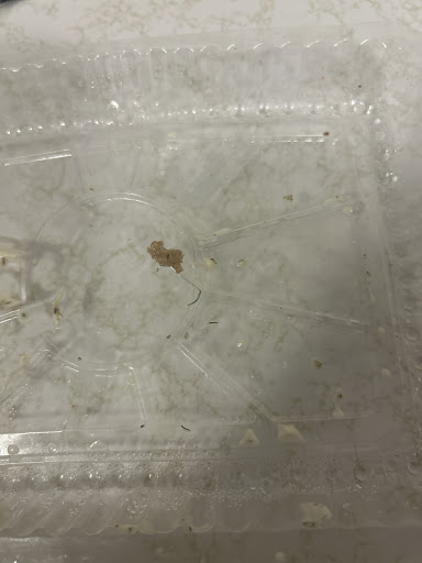 Photo of Royal Chicken & Kebab - 1A Boltwood Walk, Amherst, MA 01002