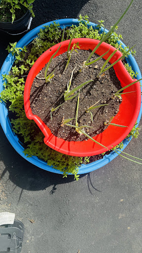 Photo of Spice & Beyond Grill - 461 Troy-Schenectady Rd, Latham, NY 12110