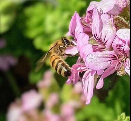 Photo of The Garden - 122 E Boone St, Santa Maria, CA 93454