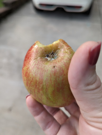 Photo of Panera Bread - 300 Greengate Center Cir, Greensburg, PA 15601