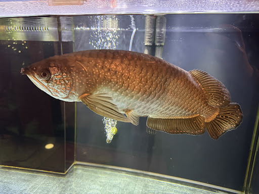 Photo of Nagoya - 225 By-pass 72 NW, Greenwood, SC 29649