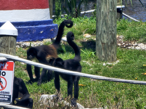 Photo of Florida Cracker Monkey Bar - 5297 S Cherokee Way, Homosassa, FL 34448