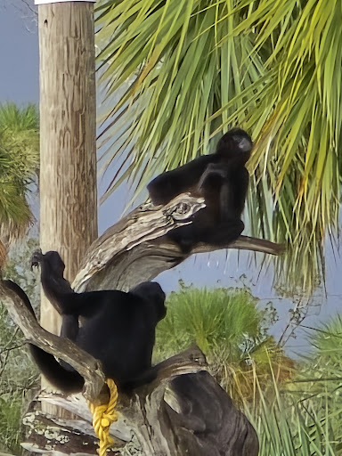 Photo of Florida Cracker Monkey Bar - 5297 S Cherokee Way, Homosassa, FL 34448