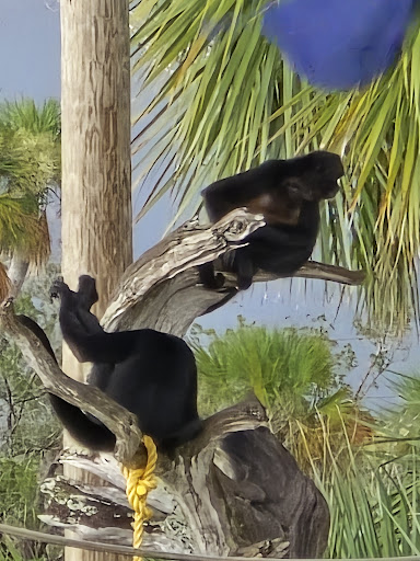 Photo of Florida Cracker Monkey Bar - 5297 S Cherokee Way, Homosassa, FL 34448