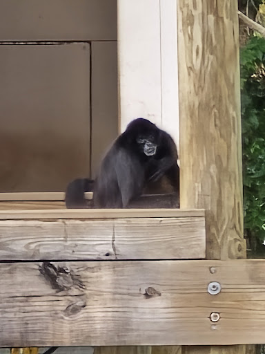 Photo of Florida Cracker Monkey Bar - 5297 S Cherokee Way, Homosassa, FL 34448