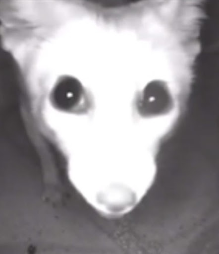 Photo of Leo's Taverna - 1116 Bishop St, Honolulu, HI 96813