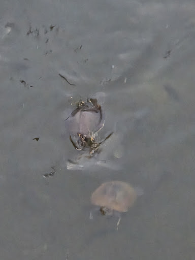 Photo of Sunset Grill - 488 Ponce De Leon Dr, Hot Springs Village, AR 71909