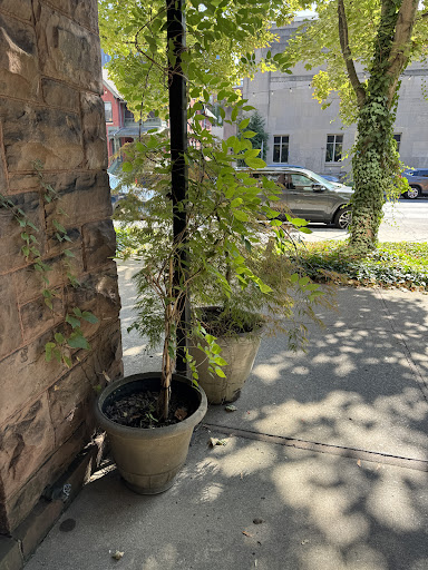 Photo of Moosewood - 215 N Cayuga St, Ithaca, NY 14850