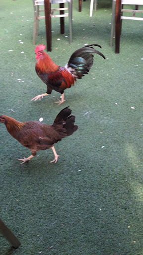 Photo of Oasis Mediterranean Cuisine - 1019 White St, Key West, FL 33040