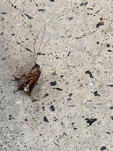 Photo of CAVA - 7631 Pineville-Matthews Rd No. 24, Charlotte, NC 28226