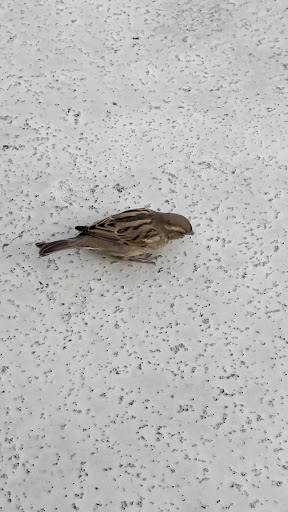 Photo of Döner House - 1 Levee Wy Suite 21377, Newport, KY 41071