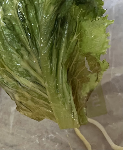 Photo of Arby's - 1500 S Burr St, Mitchell, SD 57301