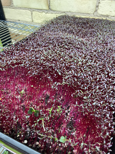 Photo of Roz’s Diner - 3995 E Rosebush Rd, Rosebush, MI 48878