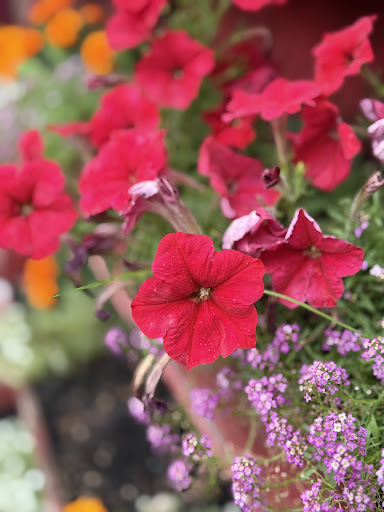 Photo of Saray Turkish Restaurant - 770 Campbell Ave, West Haven, CT 06516