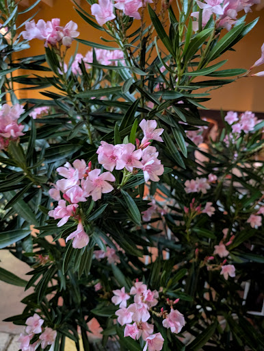 Photo of Mona's Cafe - 3901 Banks St, New Orleans, LA 70119