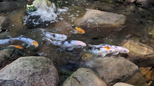 Photo of Tempura | Japanese Restaurant - 221 E 6th St, North Platte, NE 69101