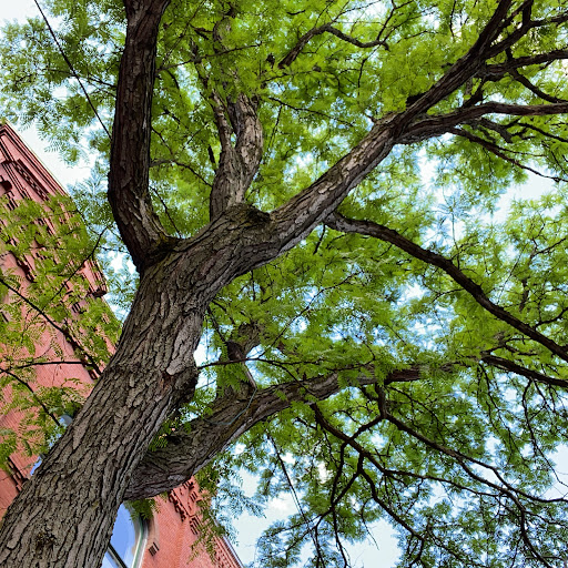 Photo of Amanouz Cafe - 44 Main St, Northampton, MA 01060