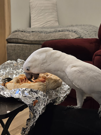 Photo of Chick's Pizzeria - 1608 Ford St, Ogdensburg, NY 13669