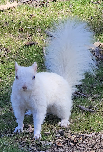 Photo of Olney Cafe` - 921 E Main St, Olney, IL 62450