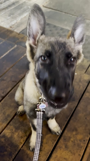 Photo of Volta Taverna - 710 N Lamar Blvd, Oxford, MS 38655