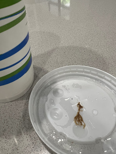 Photo of The Great Greek Mediterranean Grill - Palm Beach Gardens, FL - 11300 Legacy Ave #120, Palm Beach Gardens, FL 33410