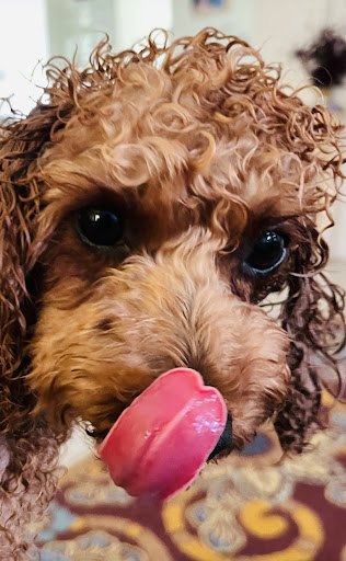 Photo of Your Greek Cousin - 2060 Palm Beach Lakes Blvd, West Palm Beach, FL 33409