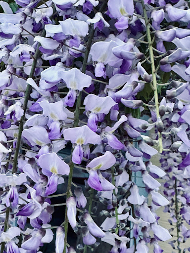 Photo of Al Dar Bistro - 281 Montgomery Ave, Bala Cynwyd, PA 19004