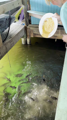 Photo of Hidden Treasure Tiki Bar & Grill - 5993 S Ridgewood Ave, Port Orange, FL 32127