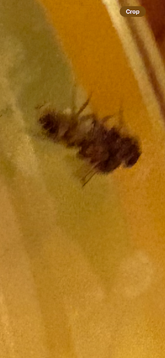 Photo of Joe's Grill - 1919 E Big Beaver Rd, Troy, MI 48083