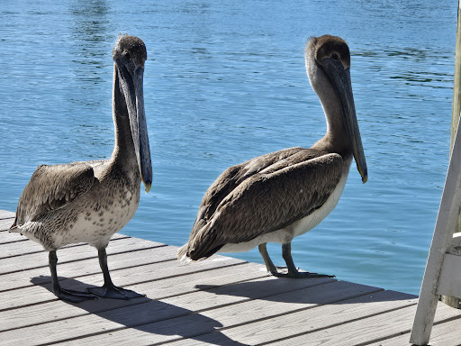 Photo of Pelican Alley Restaurant - 1009 Albee Rd W, Nokomis, FL 34275