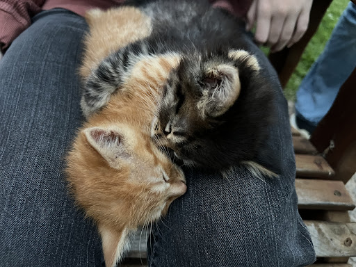 Photo of Matsumoto Ramen House - 106 N Water St, Sparta, WI 54656