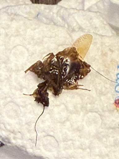 Photo of Bodrum Mediterranean Kitchen - 5907 Roosevelt Blvd UNIT 200, Jacksonville, FL 32244