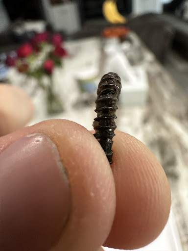 Photo of Baghdad Restaurant - 4055 17 Mile Rd, Sterling Heights, MI 48310