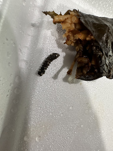 Photo of Baghdad Restaurant - 4055 17 Mile Rd, Sterling Heights, MI 48310