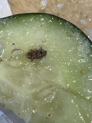 Photo of Pita's Republic - 210 E Madison St, Tampa, FL 33602