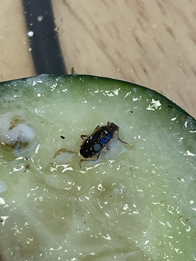 Photo of Pita's Republic - 210 E Madison St, Tampa, FL 33602