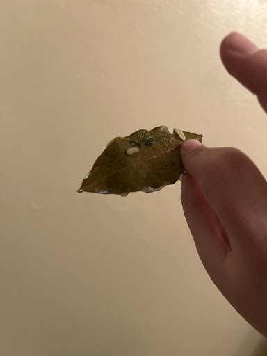 Photo of Chipotle Mexican Grill - 2040 SW Wanamaker Rd, Topeka, KS 66604