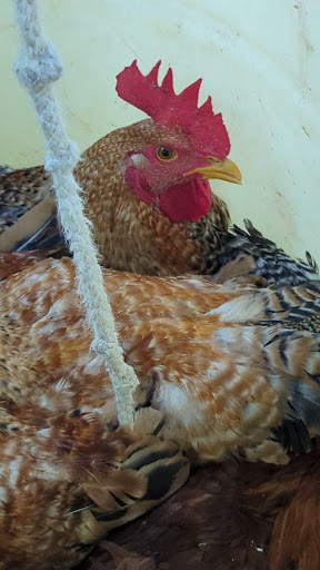 Photo of CT Halal Live Poultry and Meat Market - 113 Homer St, Waterbury, CT 06704