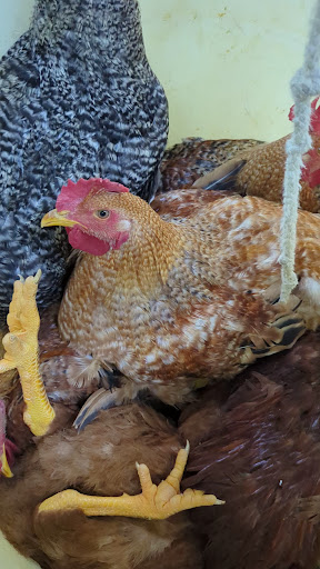 Photo of CT Halal Live Poultry and Meat Market - 113 Homer St, Waterbury, CT 06704