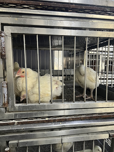 Photo of CT Halal Live Poultry and Meat Market - 113 Homer St, Waterbury, CT 06704