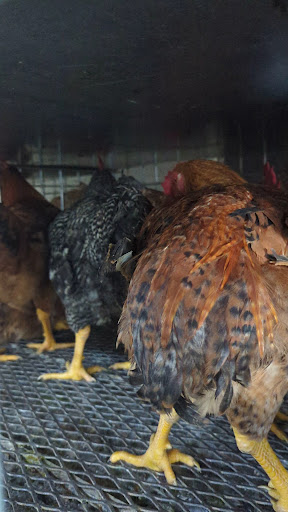 Photo of CT Halal Live Poultry and Meat Market - 113 Homer St, Waterbury, CT 06704