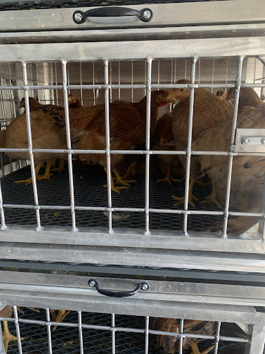 Photo of CT Halal Live Poultry and Meat Market - 113 Homer St, Waterbury, CT 06704