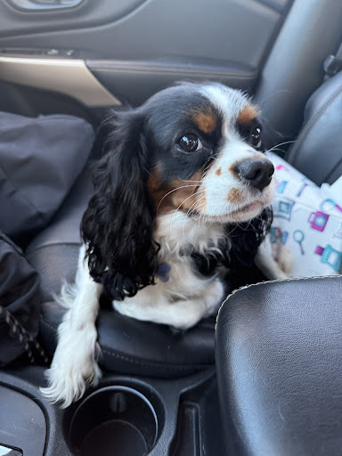 Photo of Chick-fil-A - NWQ of Route 81 and Arsenal, 1290 Arsenal St, Watertown, NY 13601