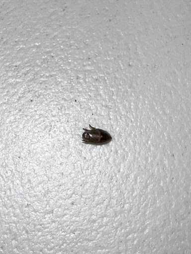 Photo of Shah's Halal Food - 13 Chestnut Hill Plaza, Newark, DE 19713