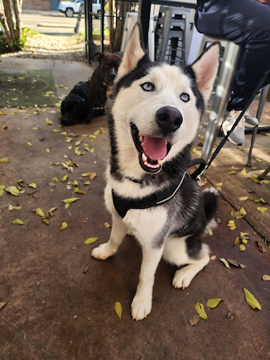 Photo of Arepas Coffee & Bar - 102 Rue Du Grand Fromage, Starkville, MS 39759