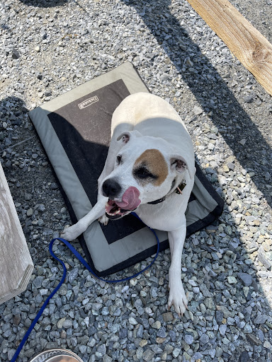 Photo of Frogtown Cafe - 684 Marticville Rd, Pequea, PA 17565