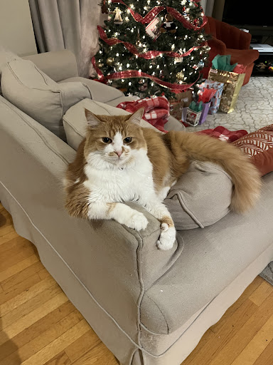 Photo of Ziggy bombs - 72-78 Franklin St, Worcester, MA 01608